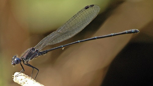 Male
2006_11_07_Tamaulipas_MX